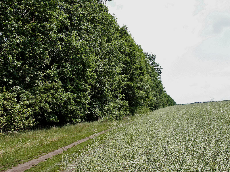 Včleňování větrolamů do agrární krajiny spadá do agrolesnictví. Foto archiv/Lesy ČR